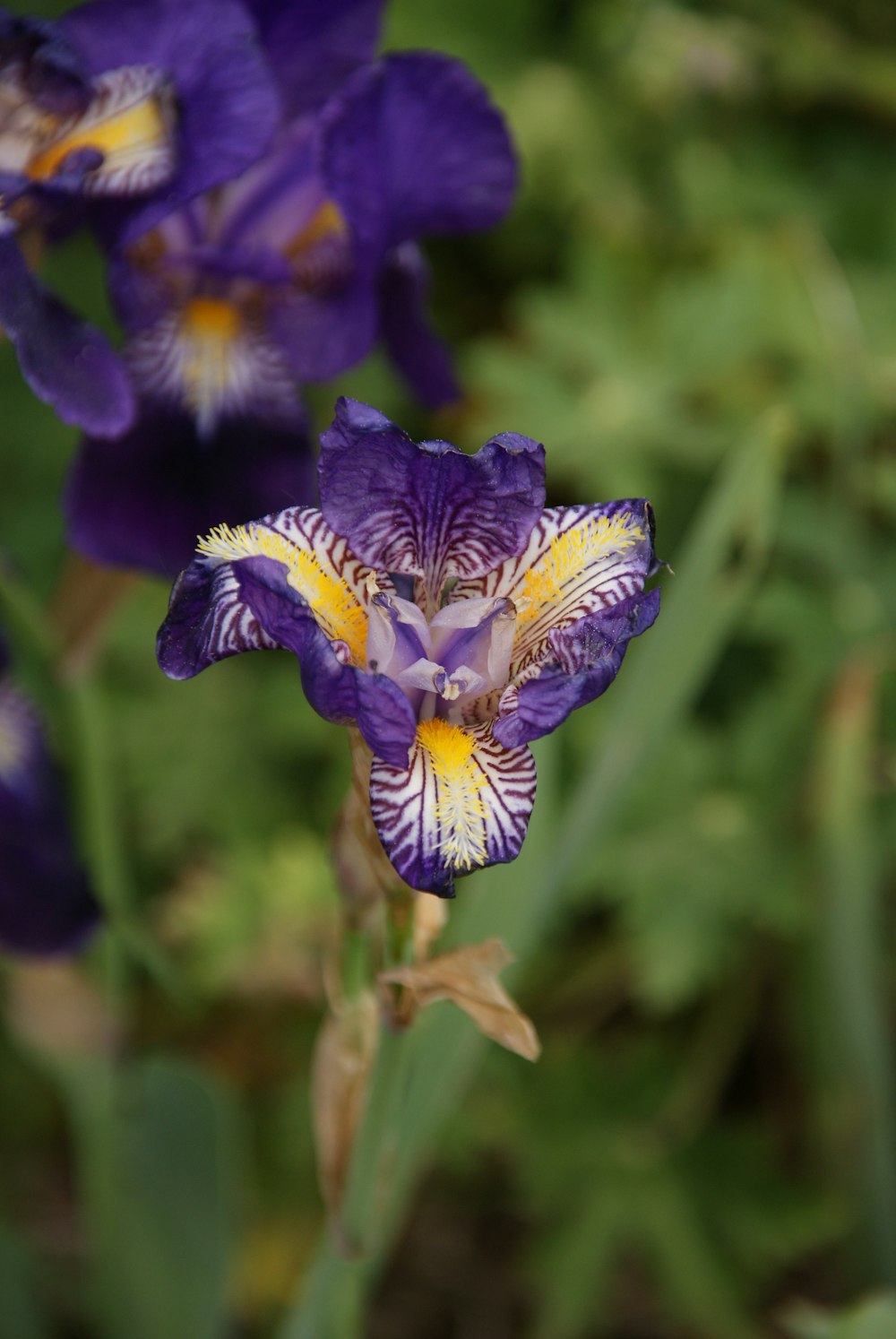 purple and white flower in tilt shift lens