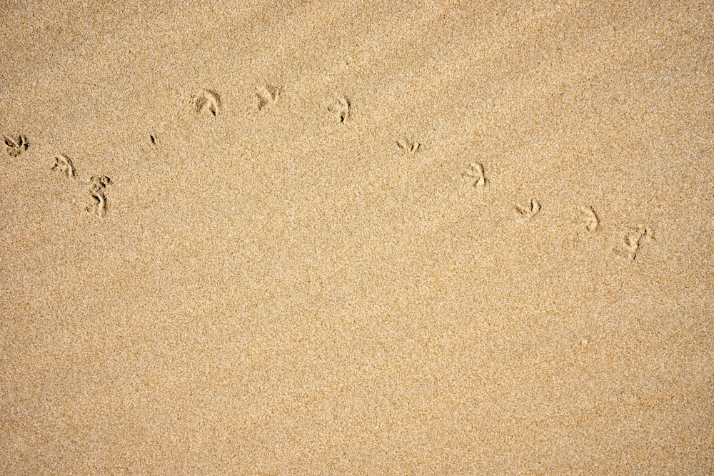 昼間の足跡のある茶色の砂