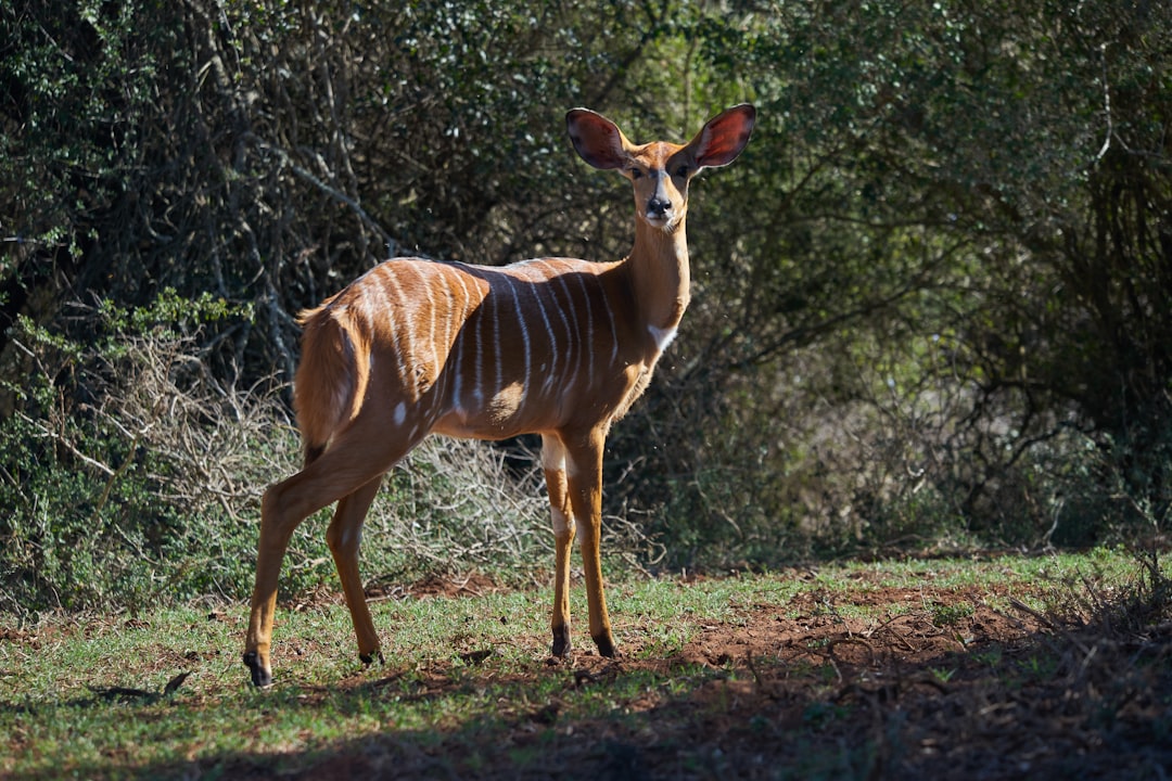 brown and white deer on brown grass field during daytime