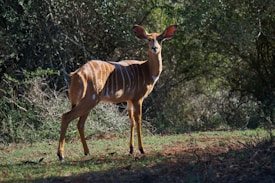 A majestic antelope stands alert in a natural environment, featuring distinctive patterns on its coat. Its ears are perked up as it gazes forward, surrounded by dense greenery and patches of sunlight.
