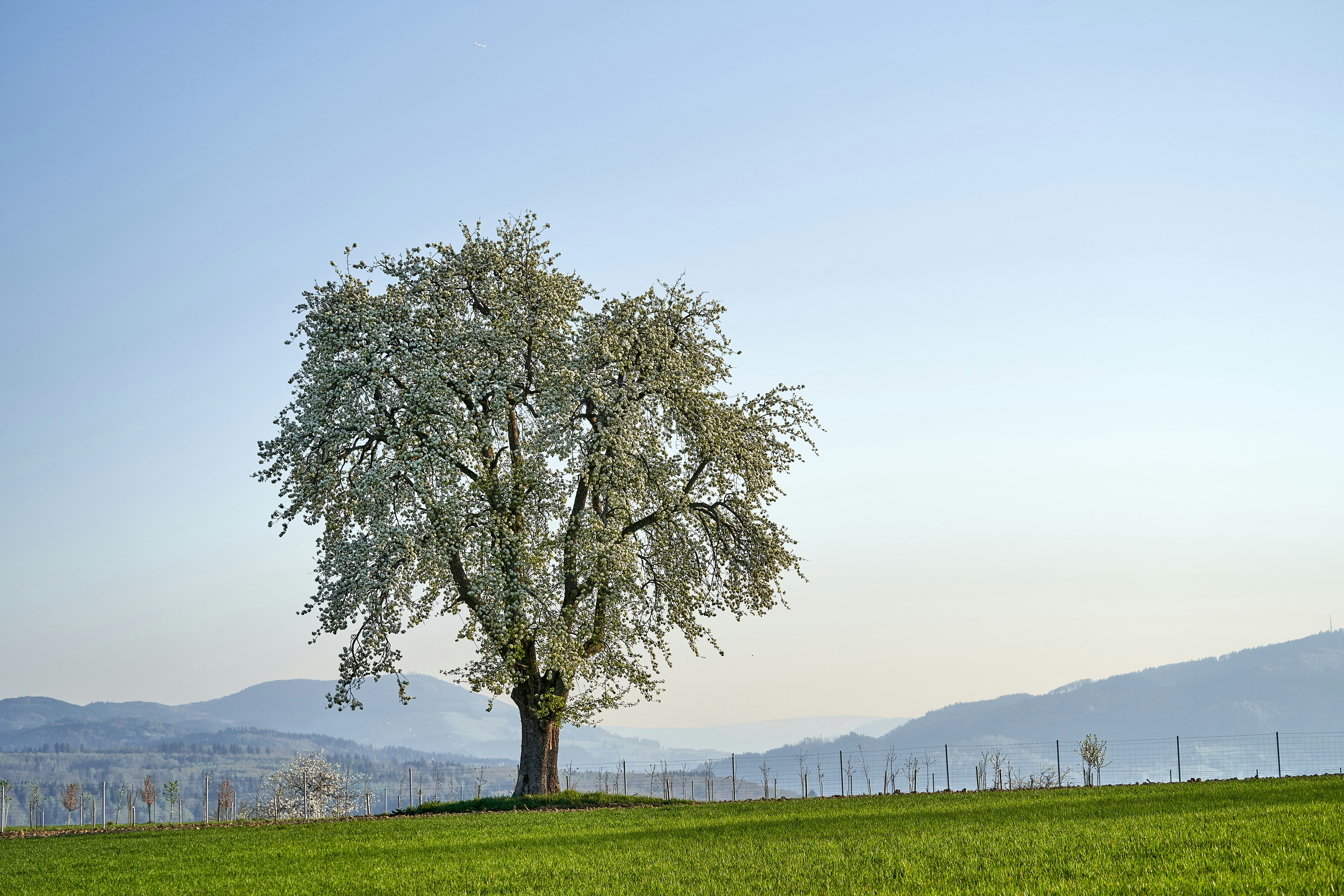 Photo by wolfgang_hasselmann