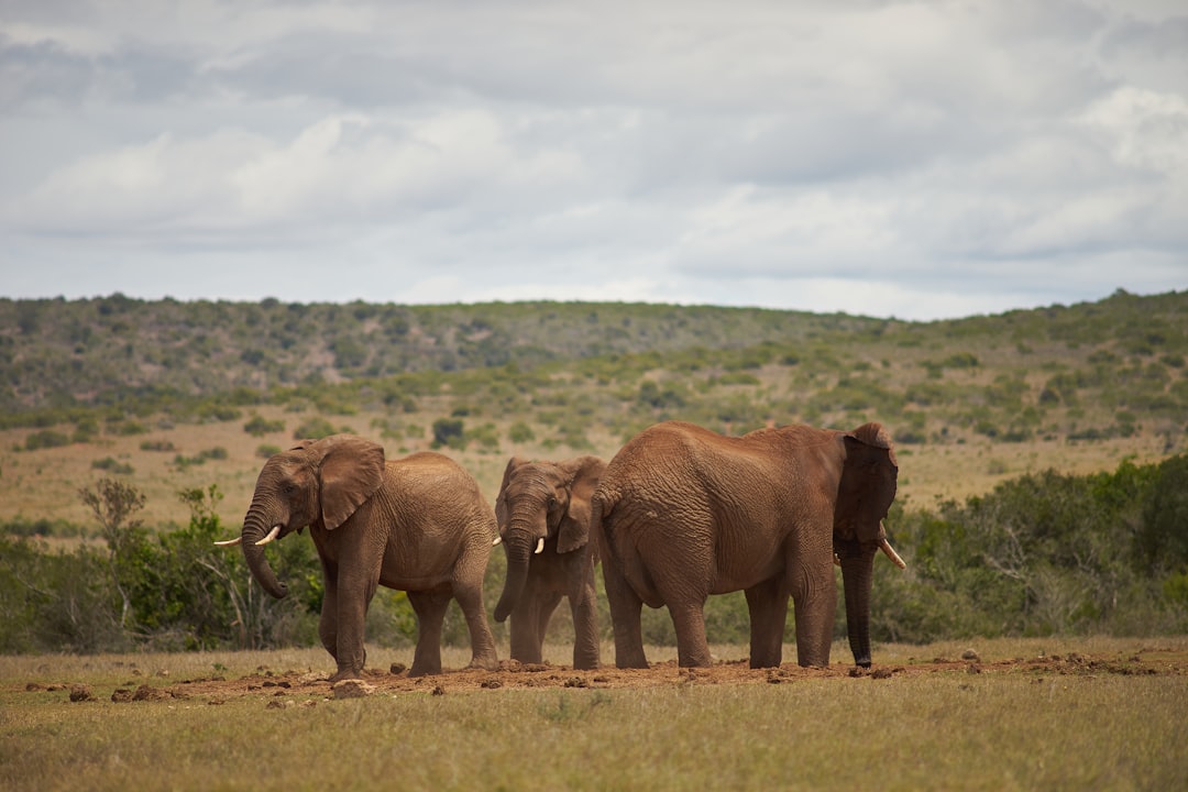 two brown elephants on green grass field during daytime