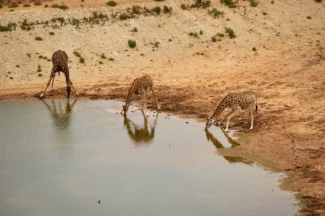 brown and black giraffes on brown sand during daytime