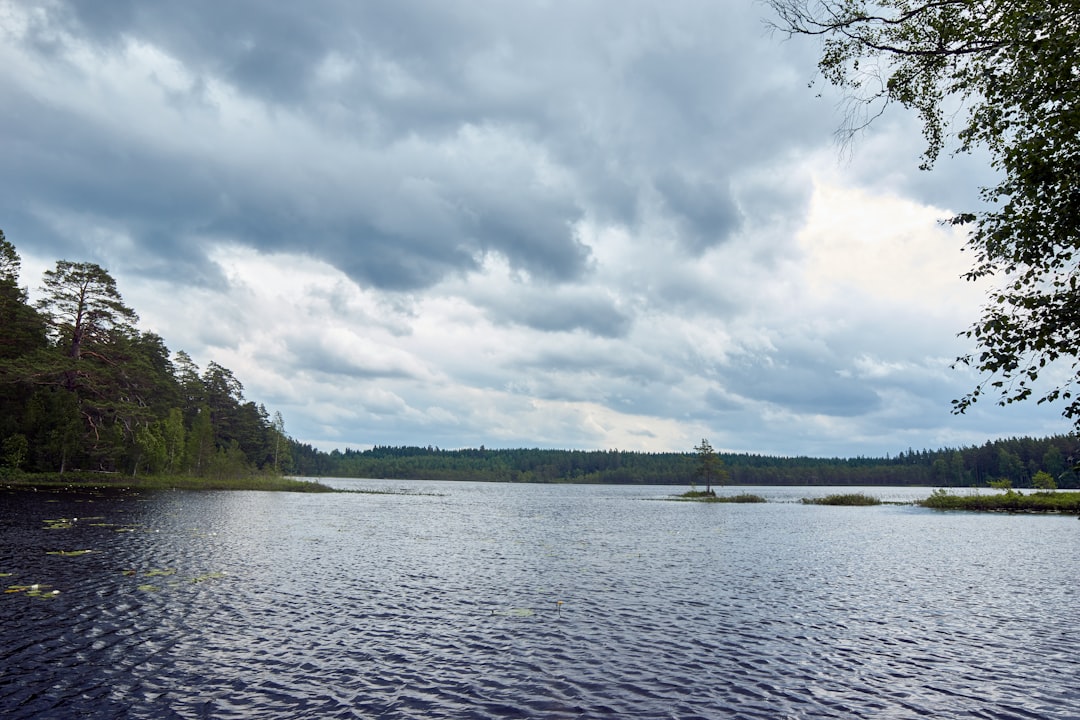 green trees beside body of water under cloudy sky during daytime