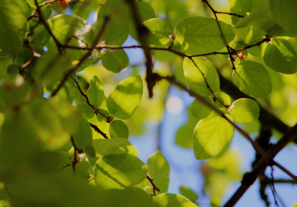 green leaves in tilt shift lens