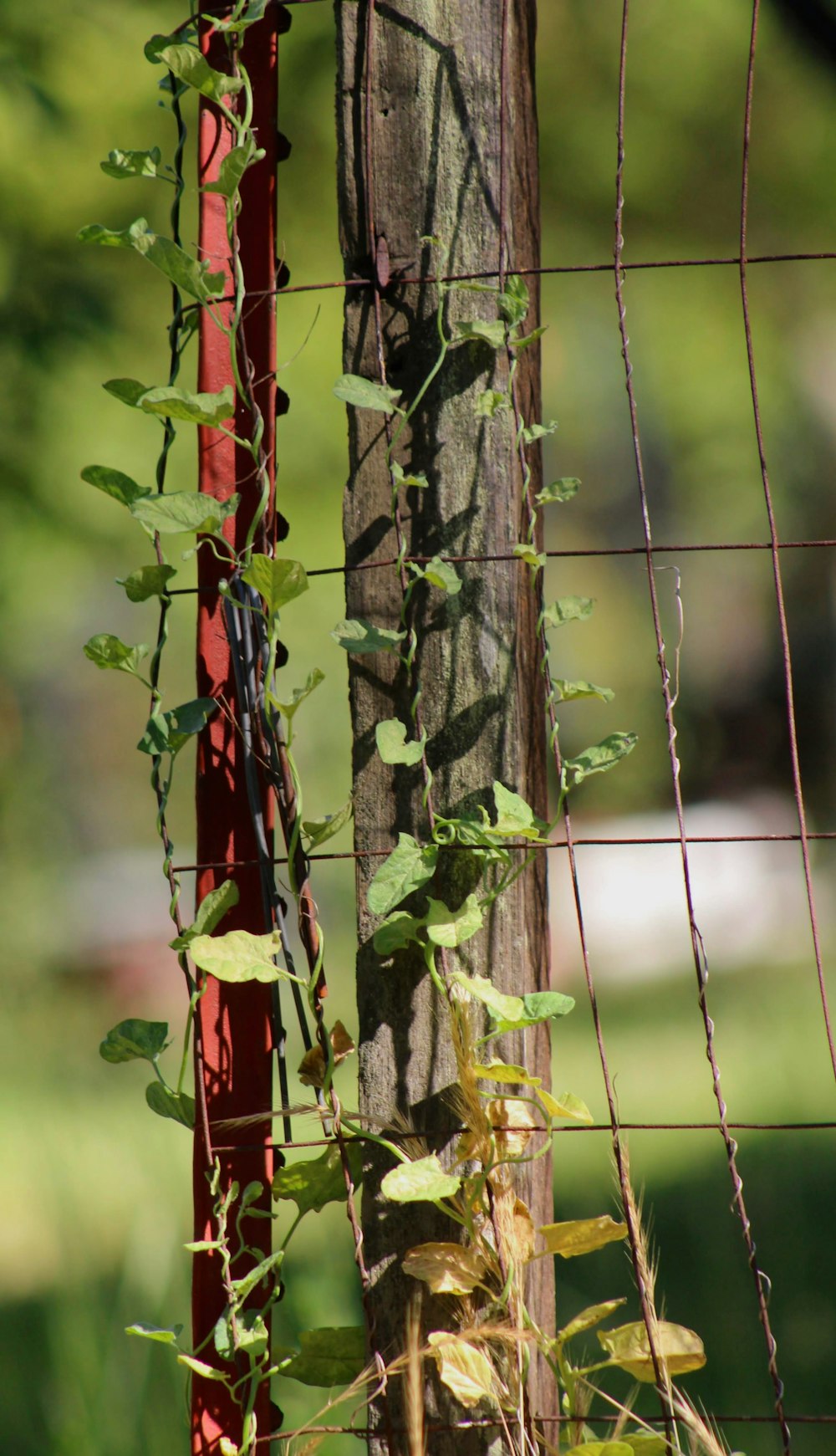 red and white textile on brown wooden fence