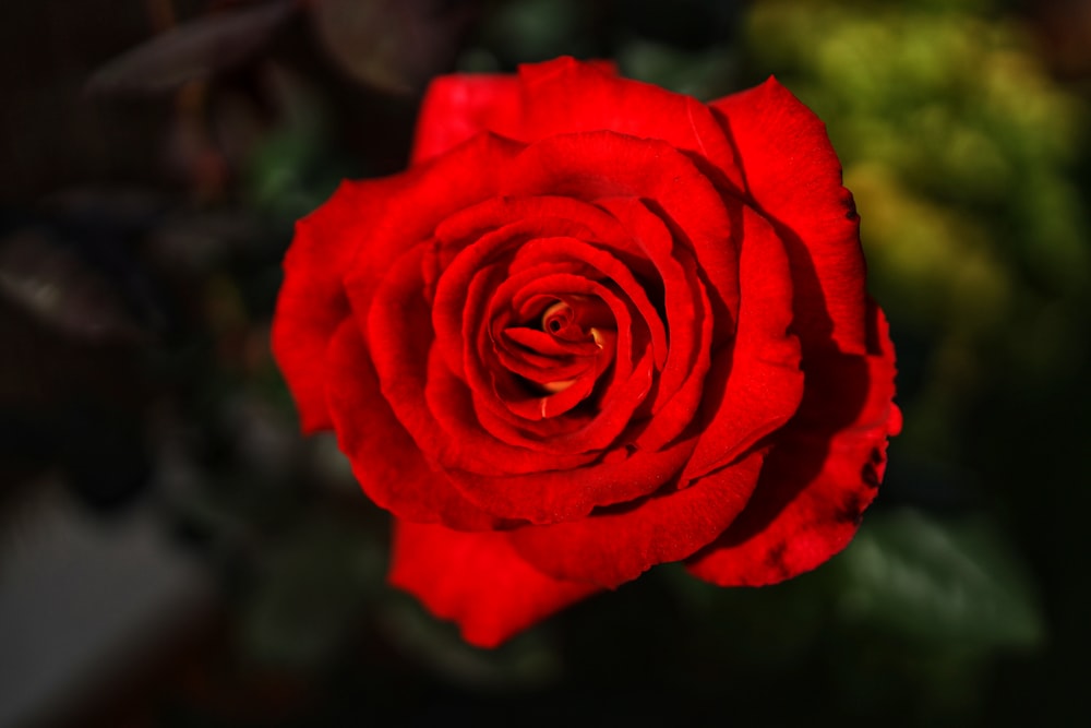 red rose in bloom during daytime