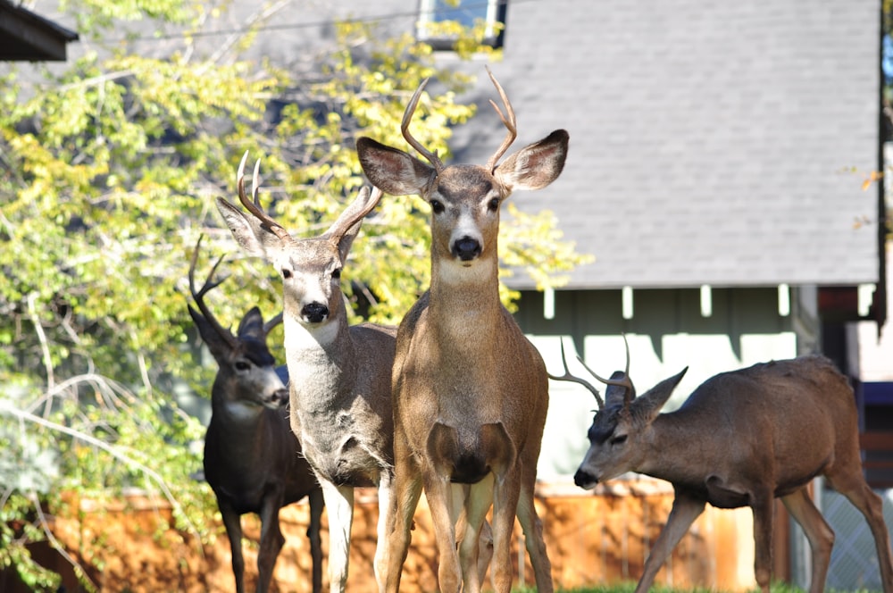 brown deer on brown field during daytime