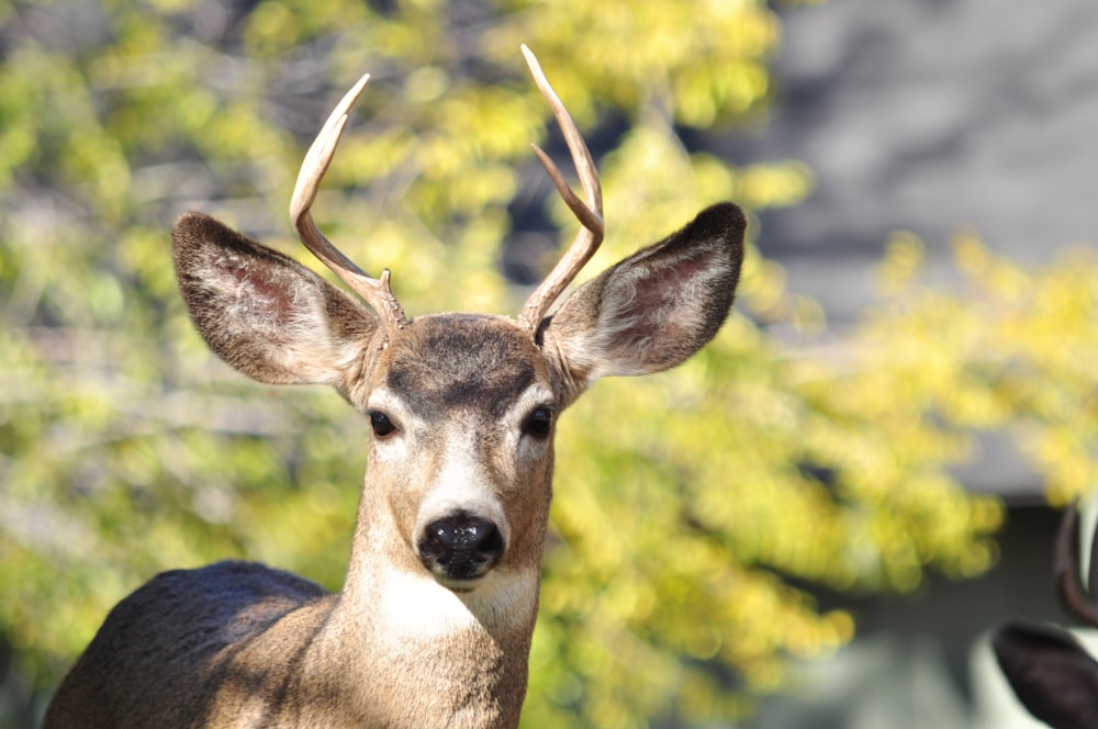 brown deer in tilt shift lens