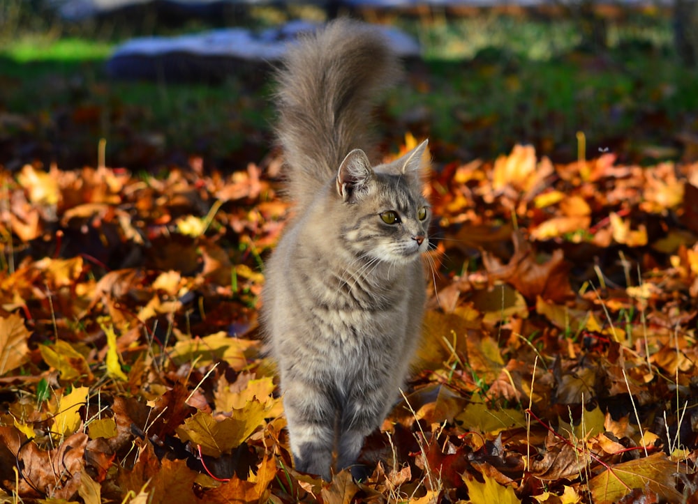 grey tabby cat on brown leaves