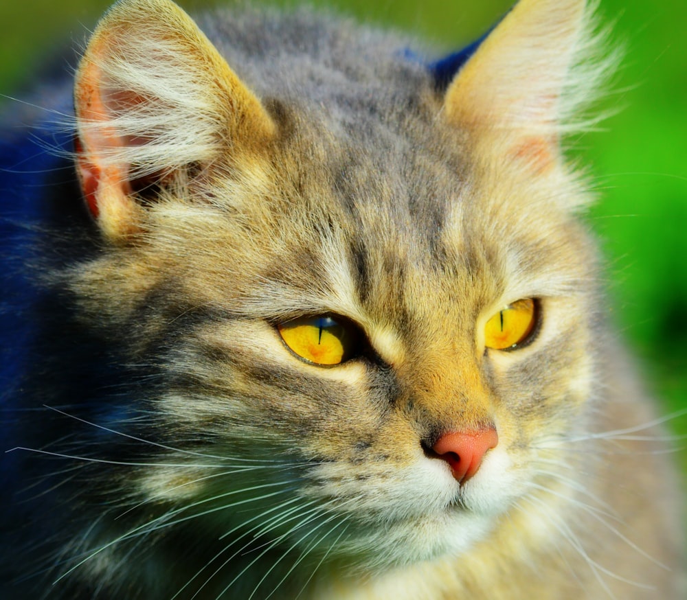 brown tabby cat in close up photography