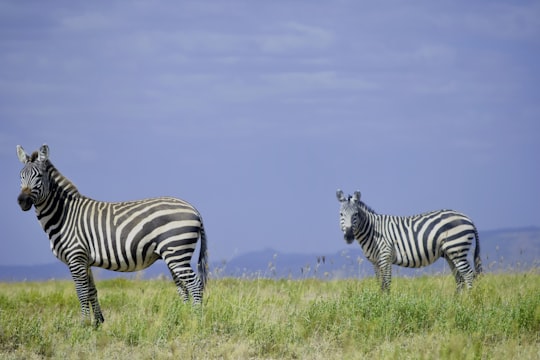 zebra standing on green grass field during daytime in Nakuru Kenya
