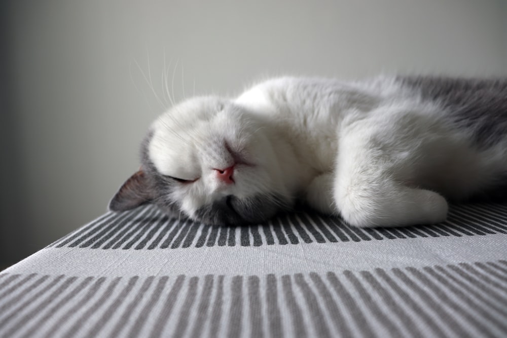 white cat lying on gray and white striped textile
