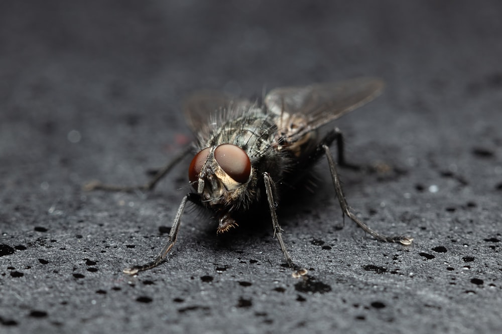 black fly on grey textile