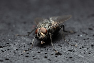 black fly on grey textile ugly zoom background