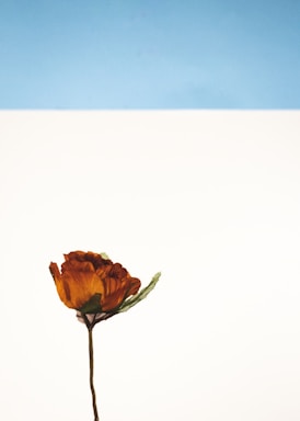 negative space for photo composition,how to photograph orange flower on white background
