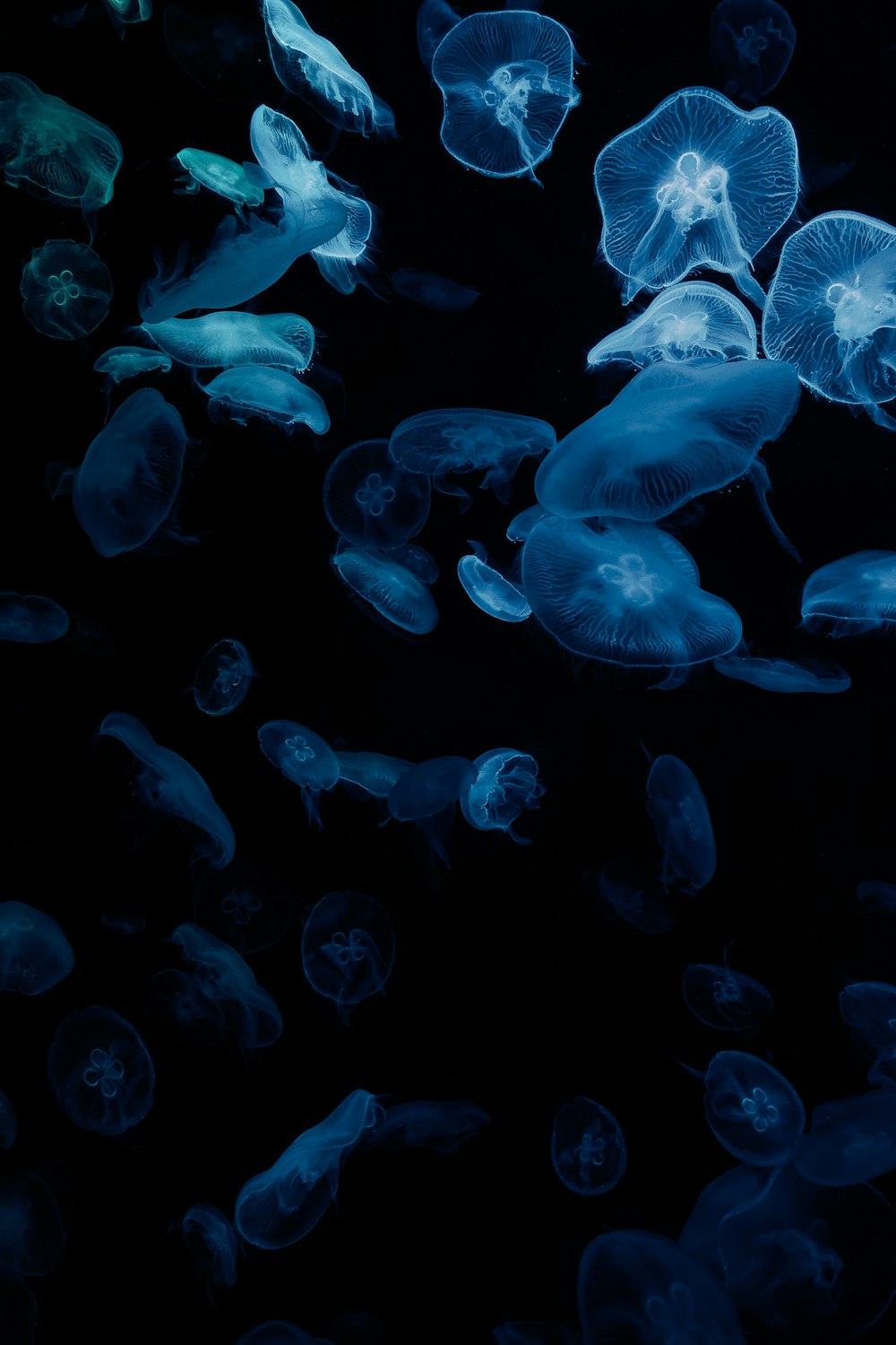 blue jellyfish in close up photography