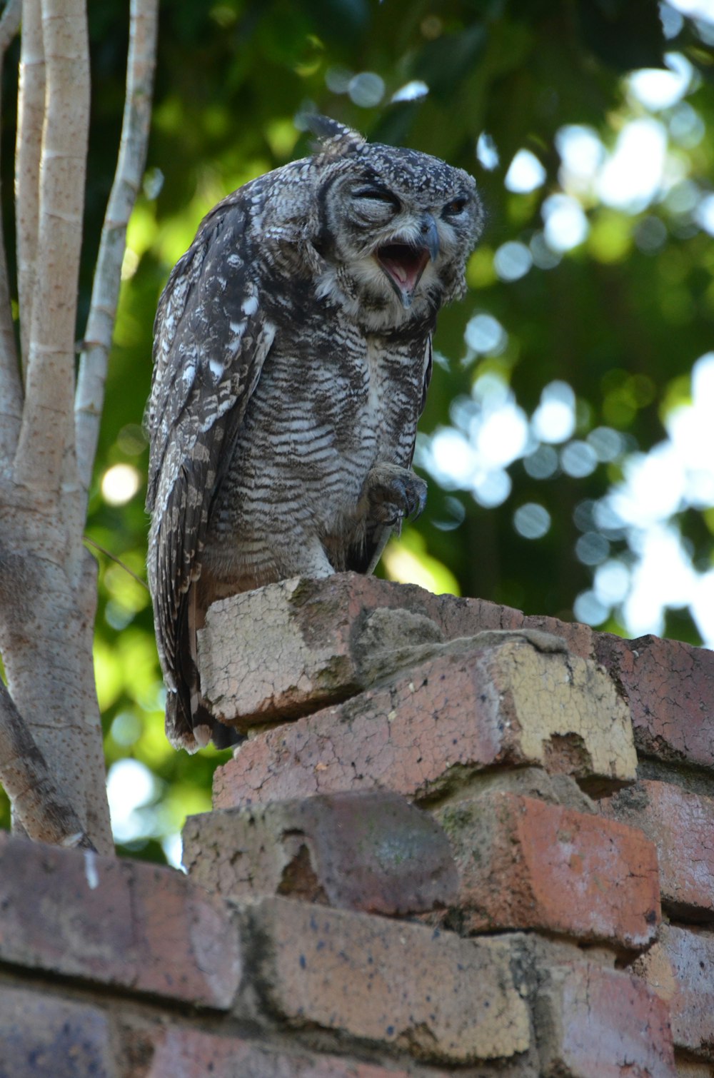 hibou brun et blanc sur une branche d’arbre brune pendant la journée