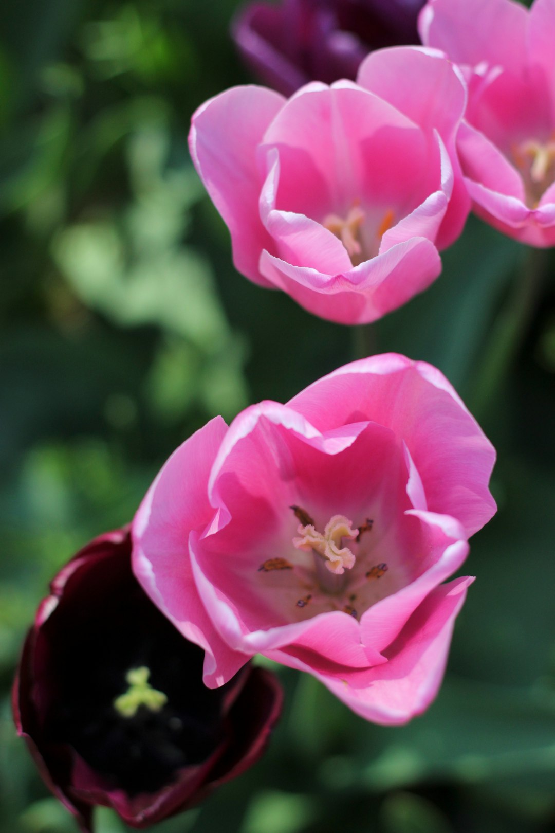 pink flower in tilt shift lens