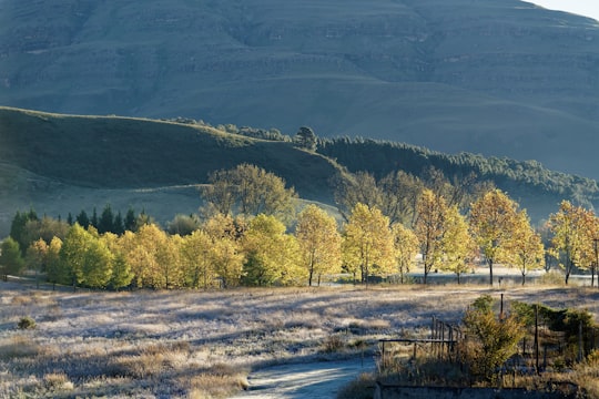 green and yellow trees near river during daytime in Drakensberg South Africa