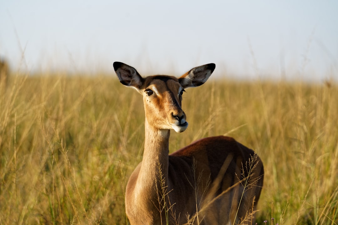 brown deer on brown grass field during daytime