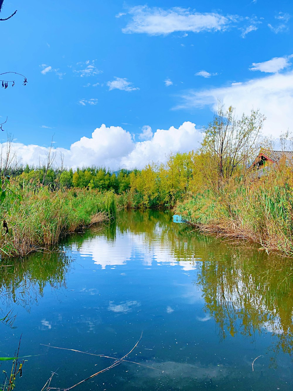 hierba verde y árboles al lado del río bajo el cielo azul durante el día