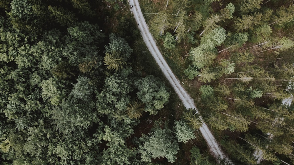 aerial view of green trees