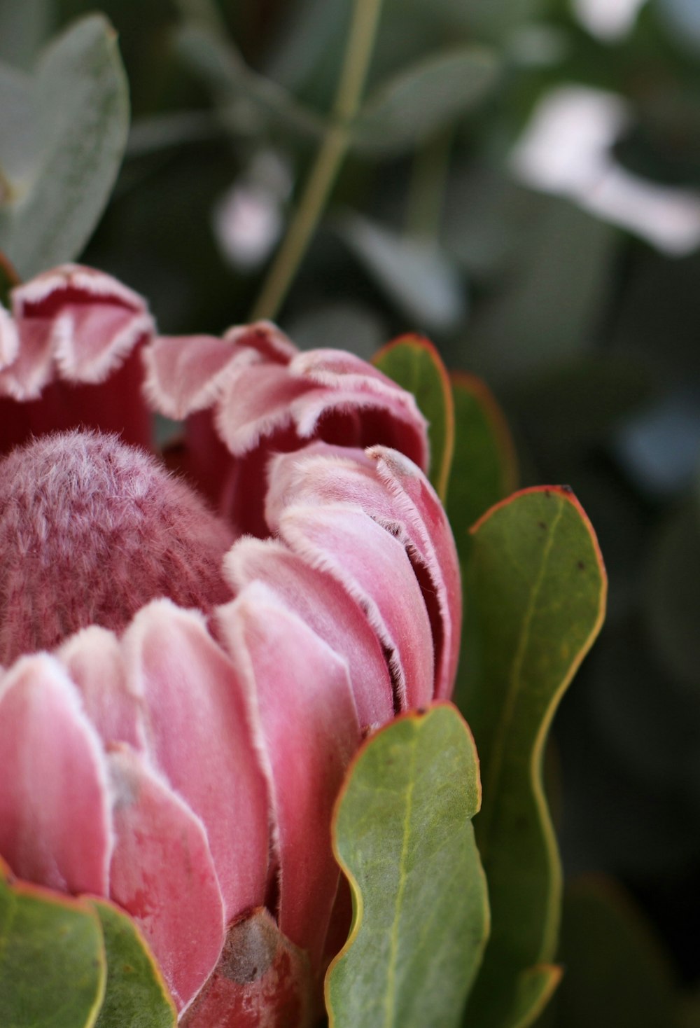 pink flower in tilt shift lens