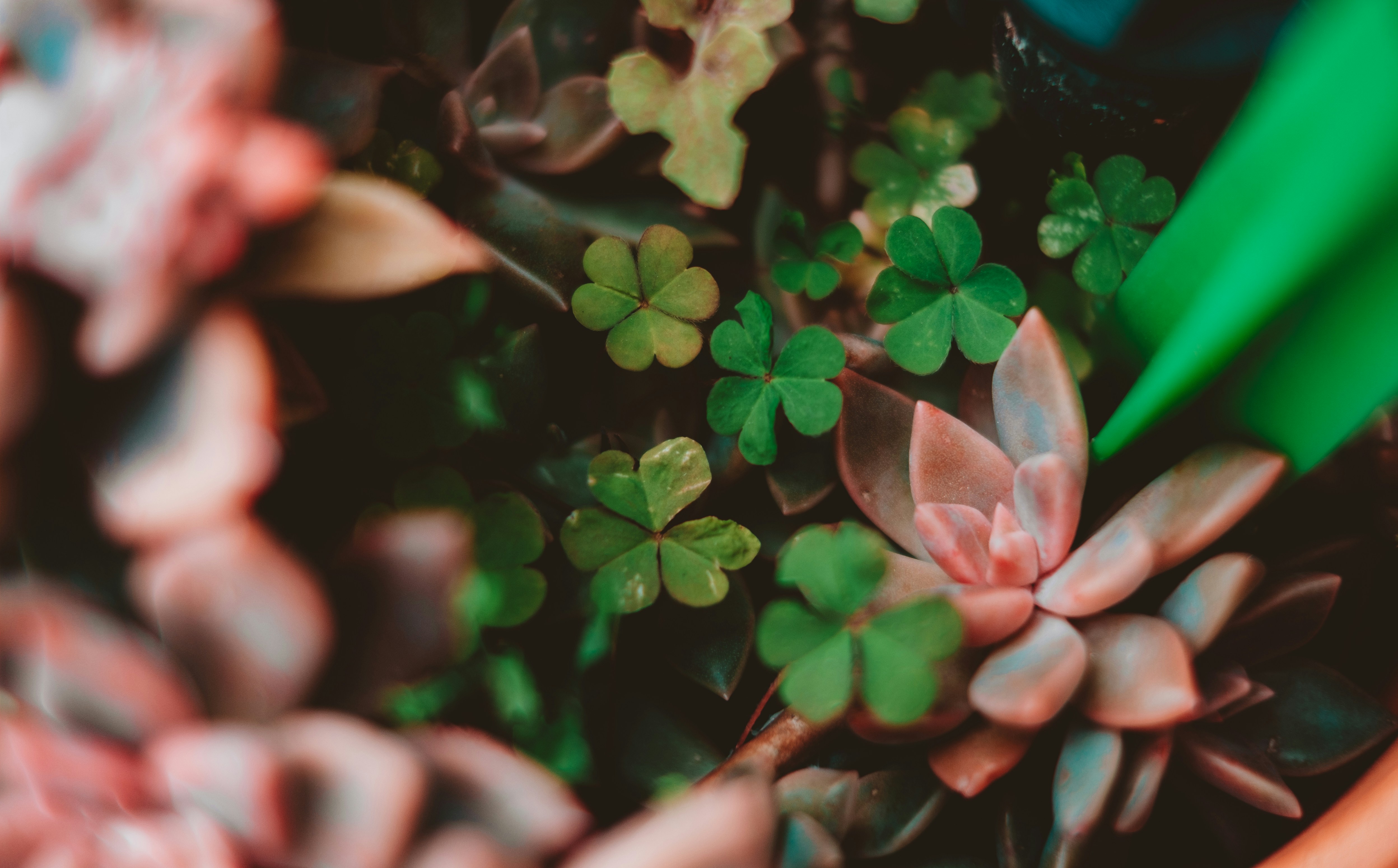 pink flowers with green leaves