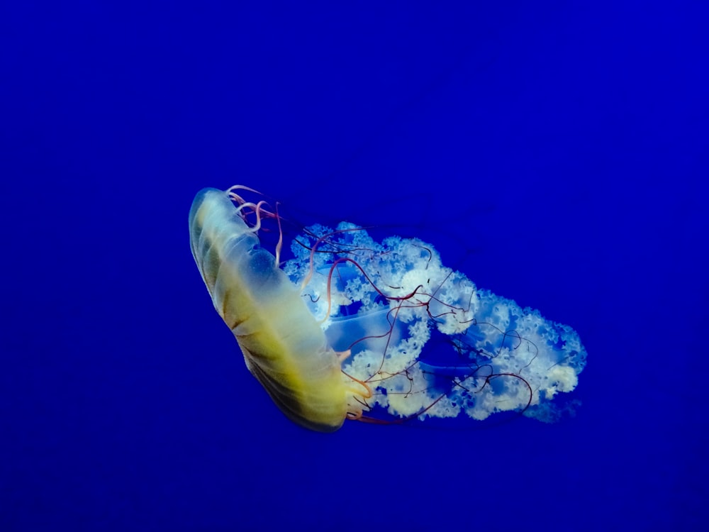 brown jellyfish in blue water