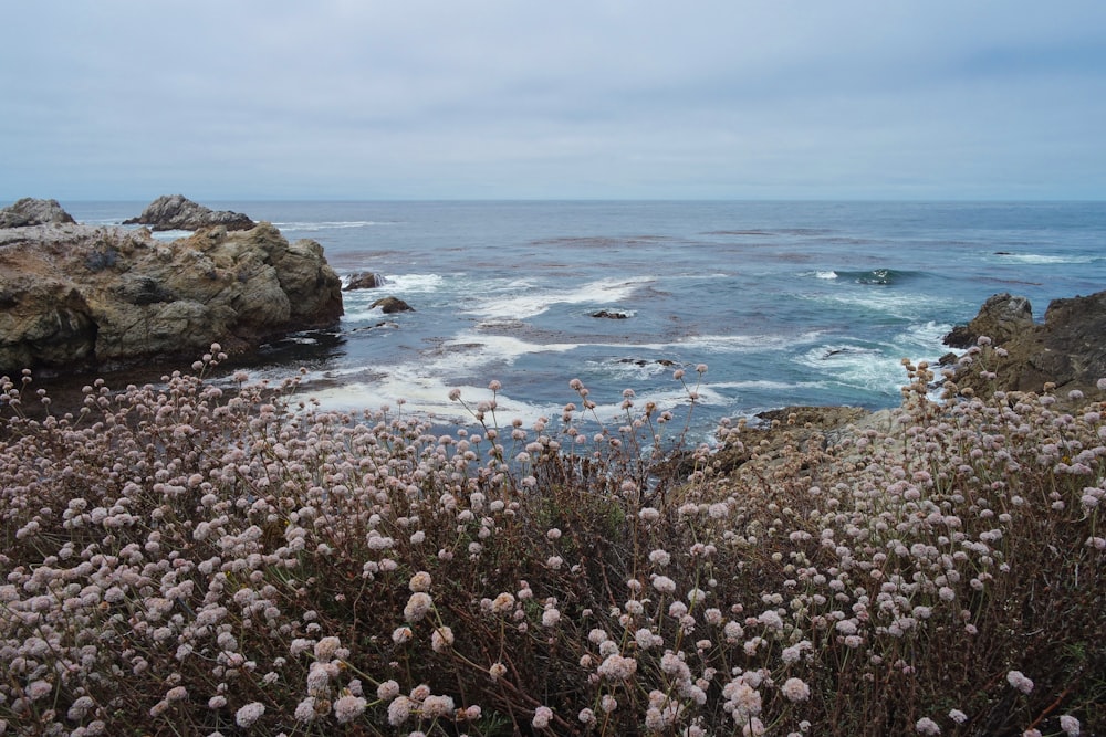 brown and white rocks on seashore during daytime