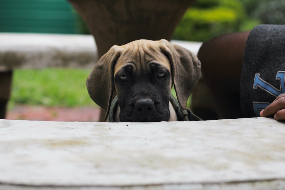 brown short coated large dog