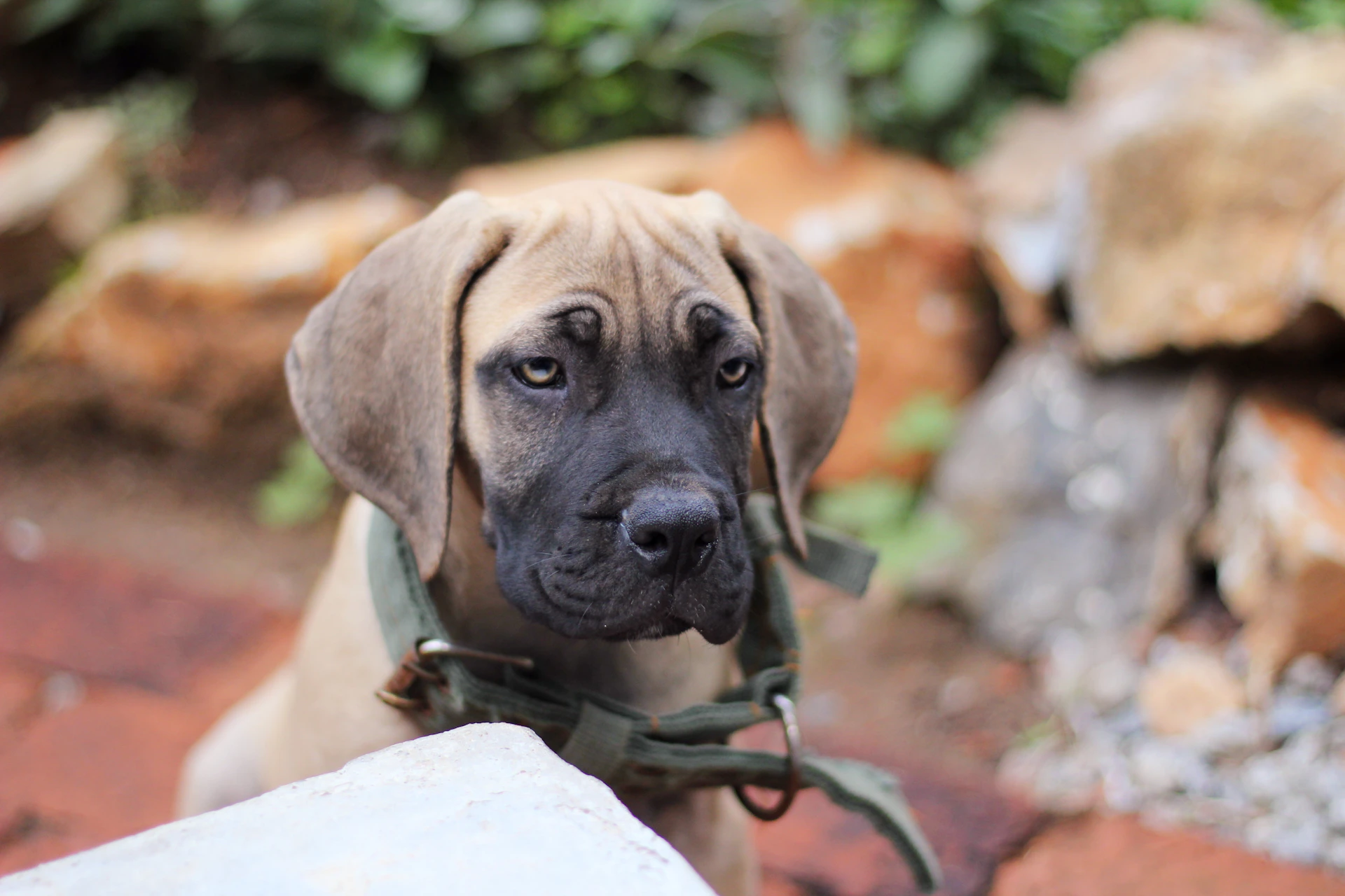 brown short coated large dog on brown wooden log during daytime