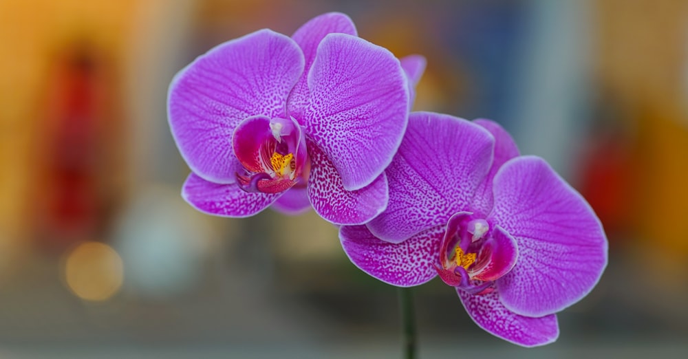 orchidea falena viola in fiore durante il giorno