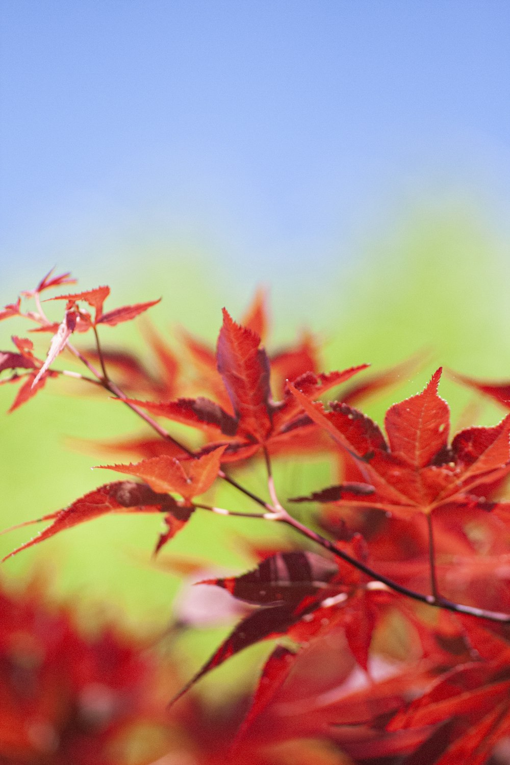 red leaves in tilt shift lens