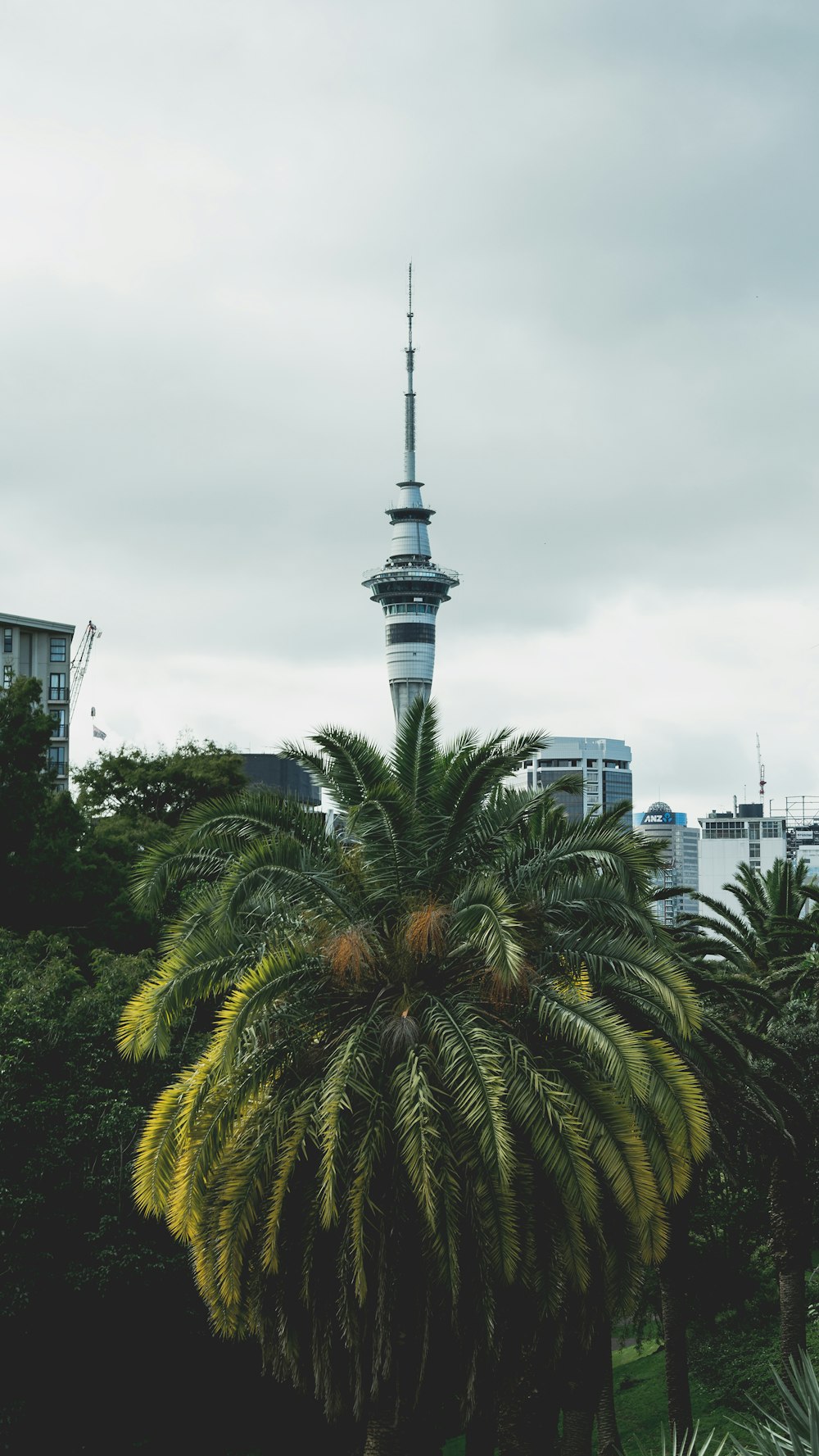 Palmera verde cerca de los edificios de la ciudad durante el día