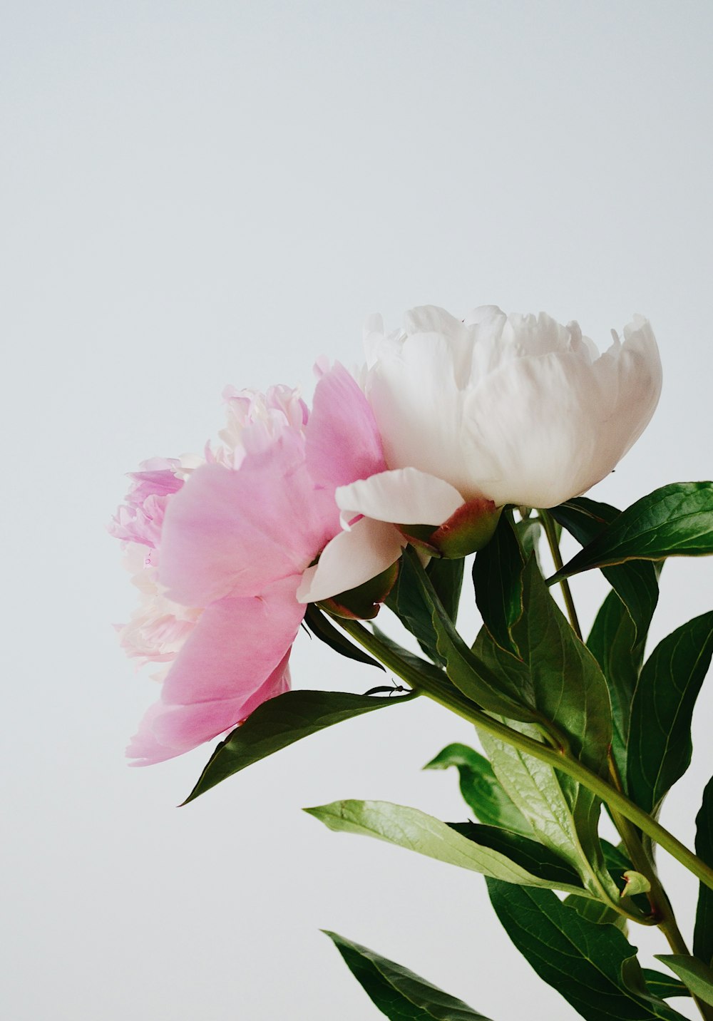 white and pink flower in close up photography