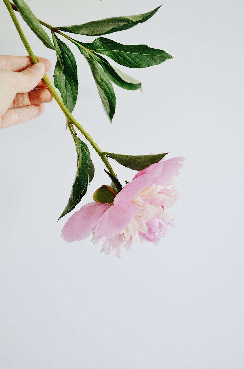 pink flower with green leaves