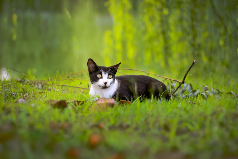 tuxedo cat lying on grass field during daytime