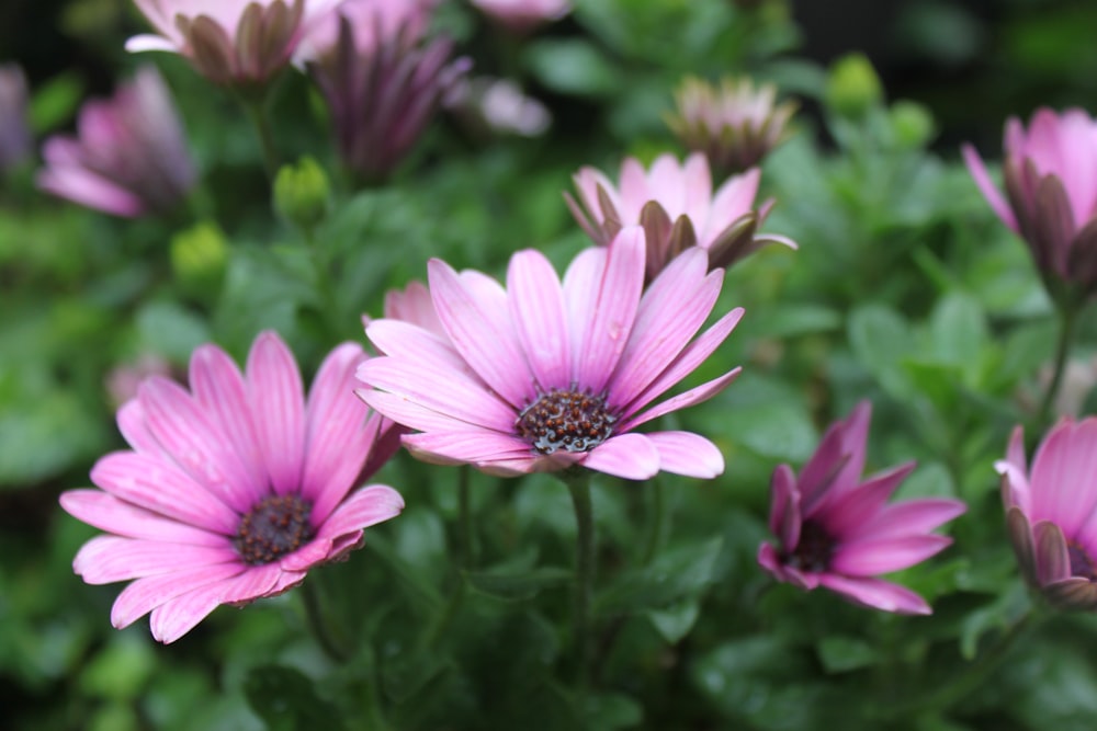 purple flower in tilt shift lens