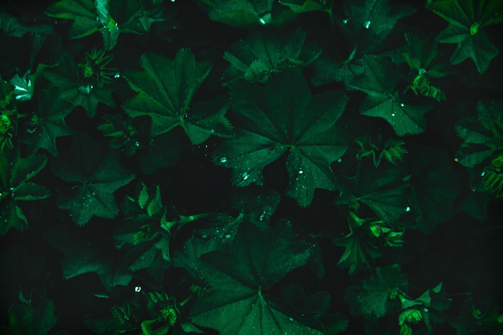 green leaves with water droplets