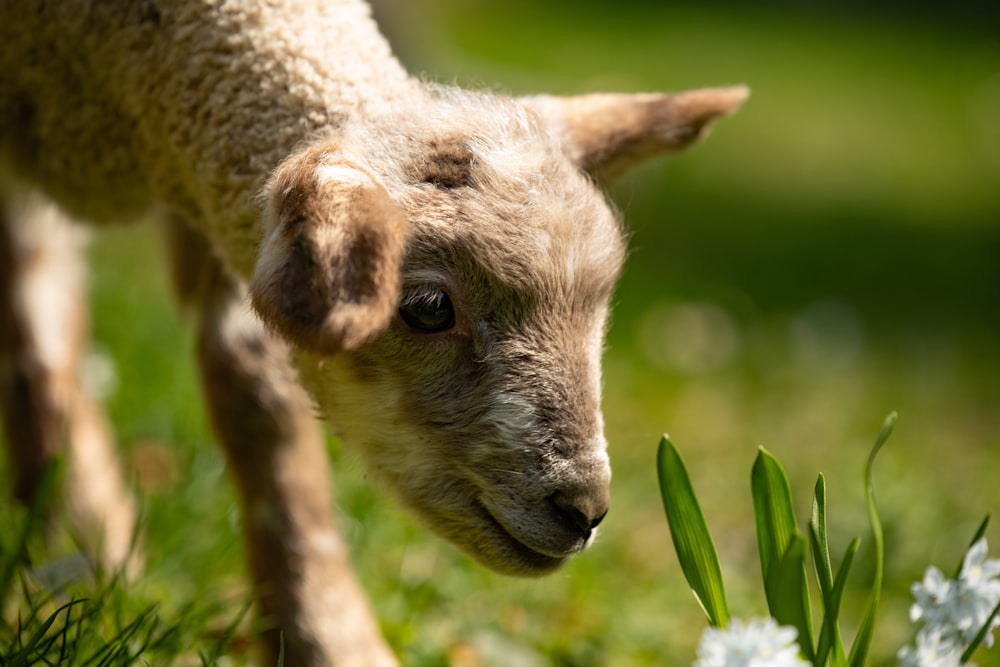 brown and white goat on green grass during daytime