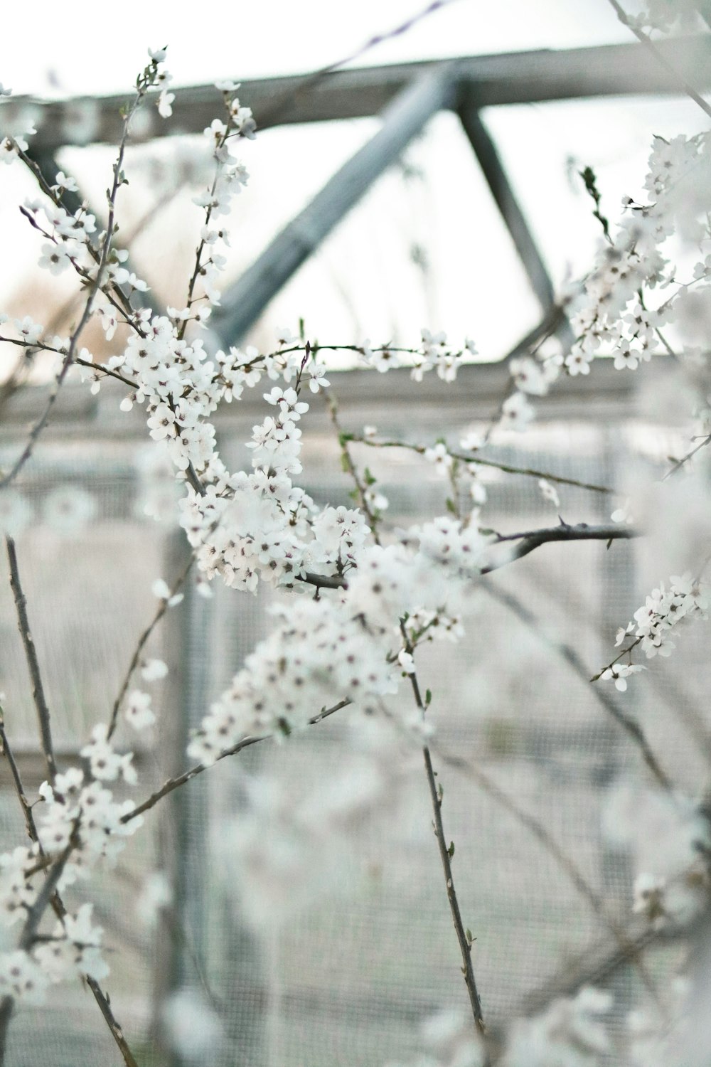 white flower buds in tilt shift lens