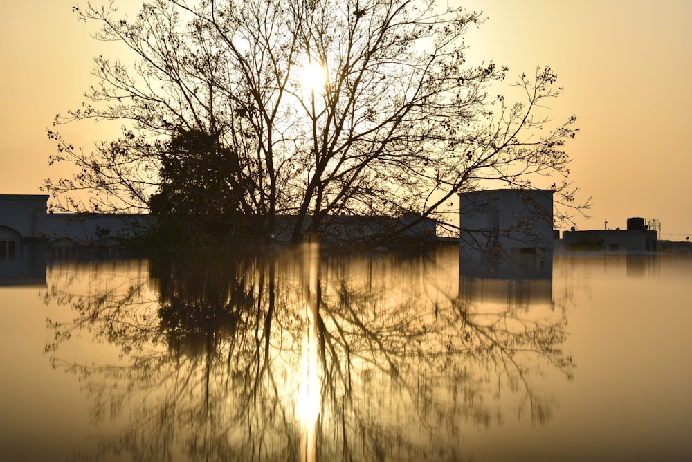 bare trees near body of water during daytime