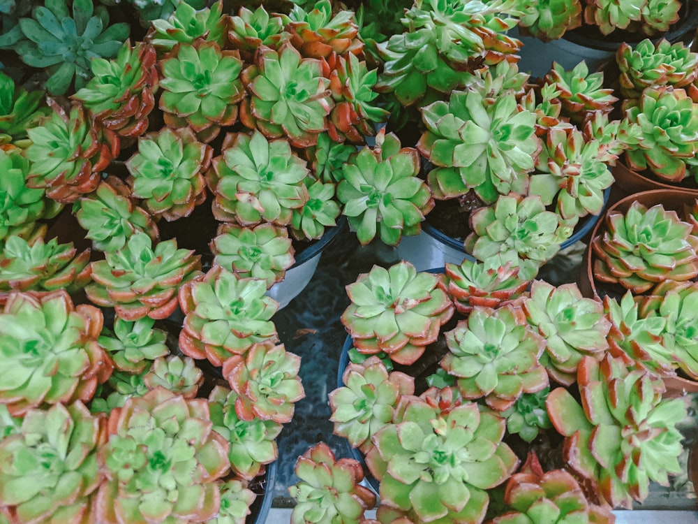 green and pink flower plants