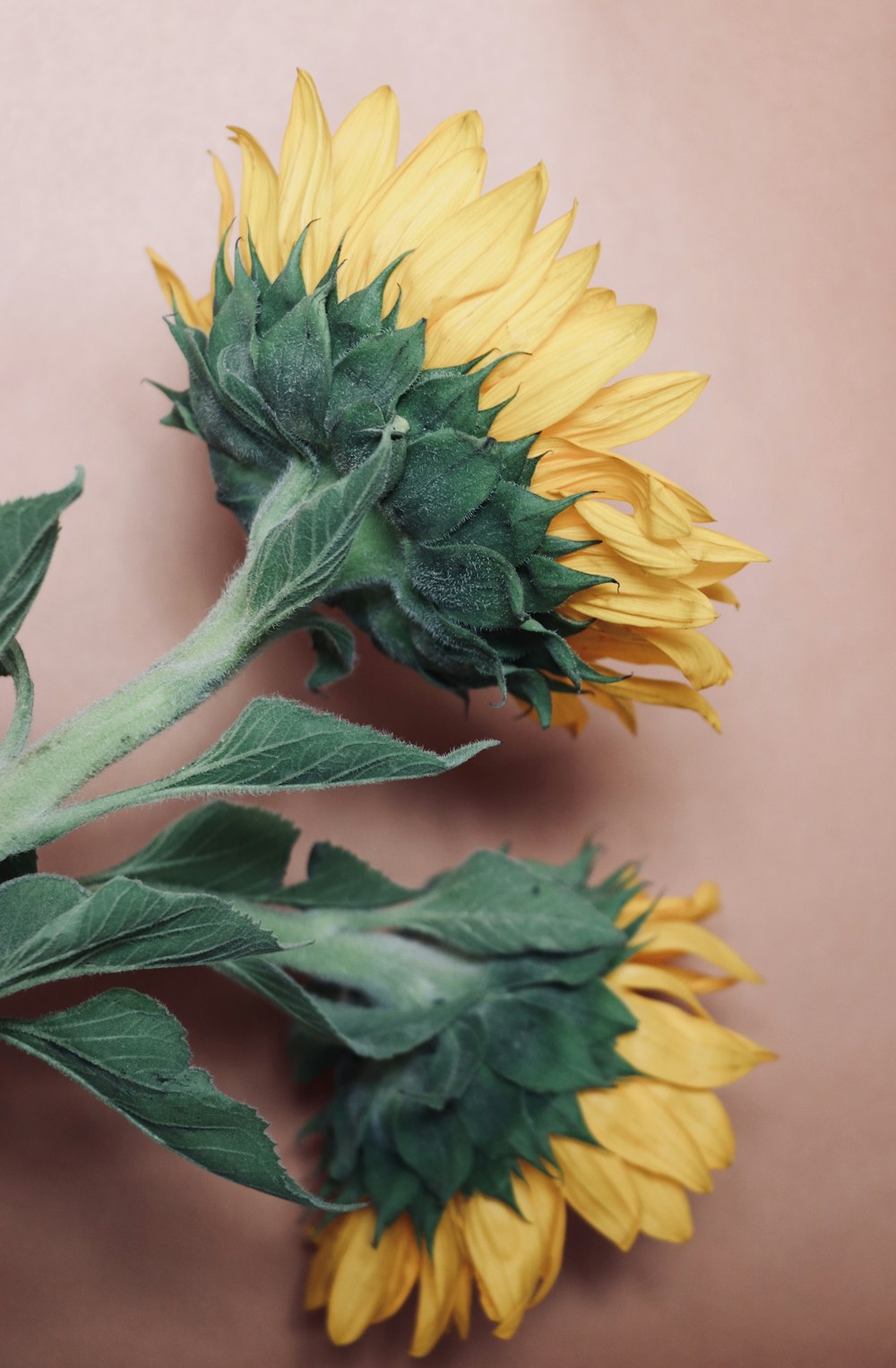 yellow sunflower in close up photography