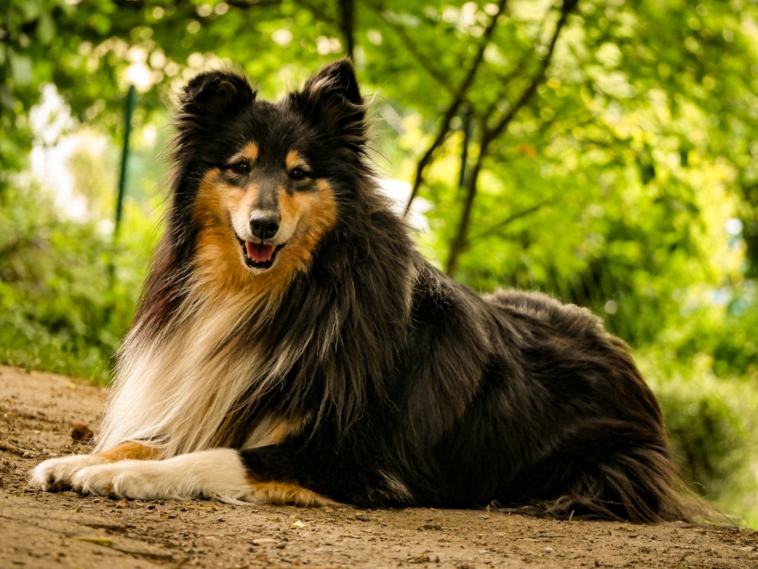 Rough Collie tricolor