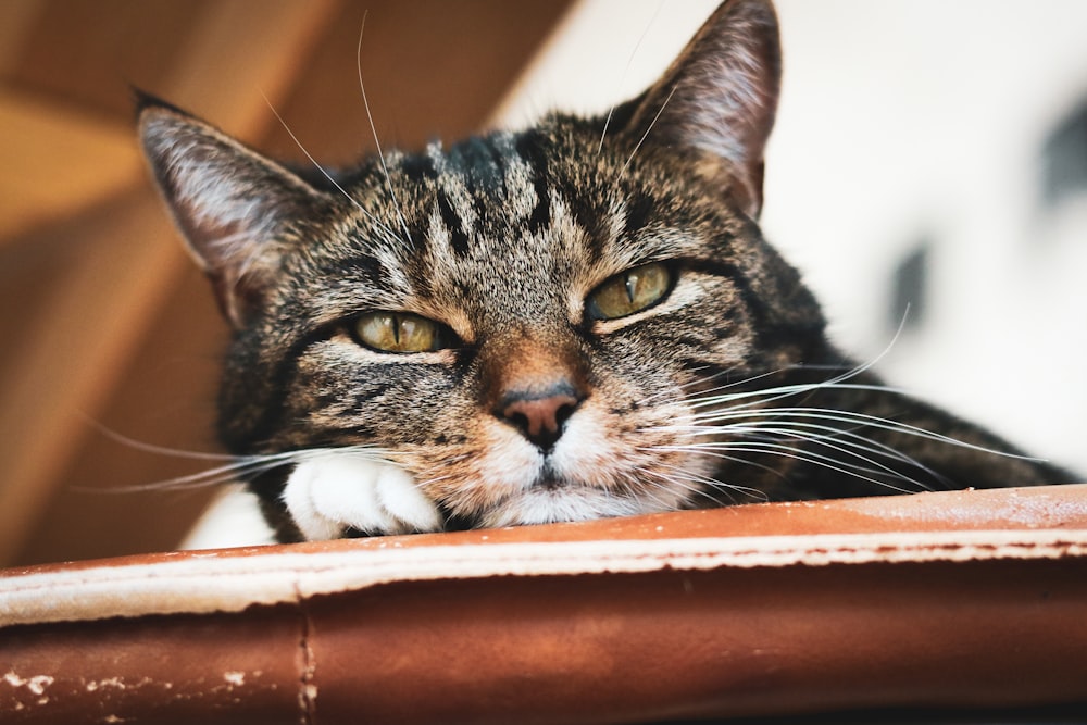 brown tabby cat on brown wooden table