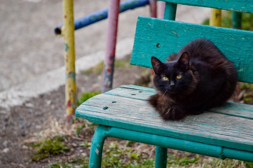 black cat on green wooden bench