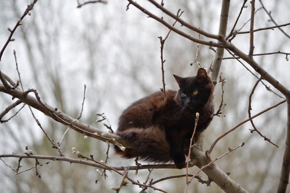 black cat on brown tree branch during daytime